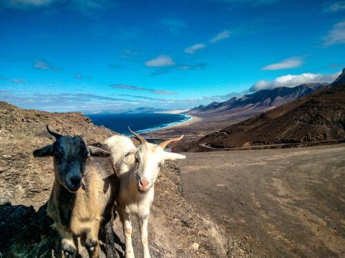 Due capre di Fuerteventura 