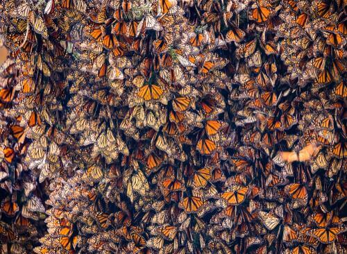 Farfalle monarca