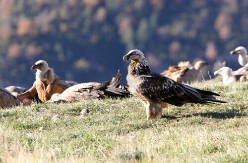 Habitat avvoltoio barbuto