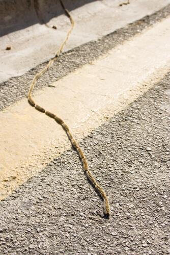 Fila di processionarie del pini