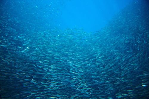 Migrazioni di massa delle sardine