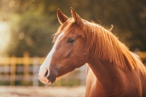 Le conseguenze dello stress nei cavalli