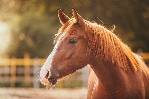 Le conseguenze dello stress nei cavalli