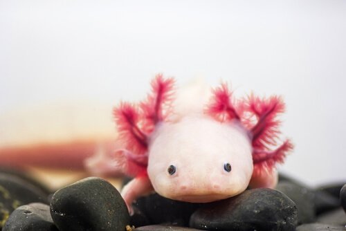 axolotl rosa