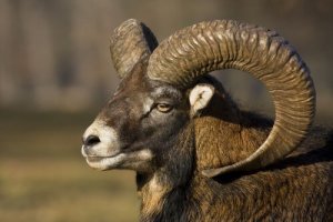Argali, quali sono le sue caratteristiche principali