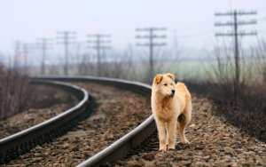 7 cose da sapere per salvare un cane o un gatto dalla strada