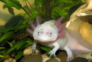 Axolotl: scoprite di che animale si tratta