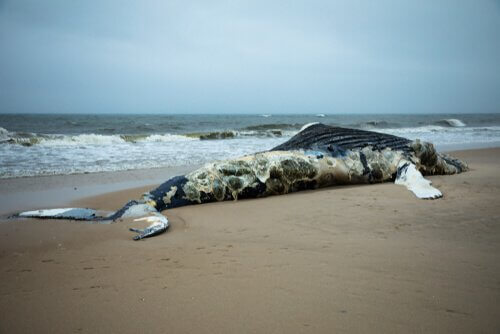 Balena morta sulla spiaggia