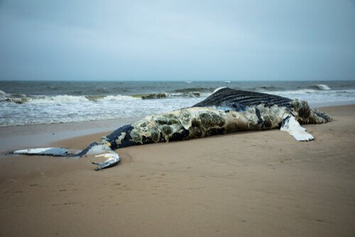 Balena morta sulla spiaggia 