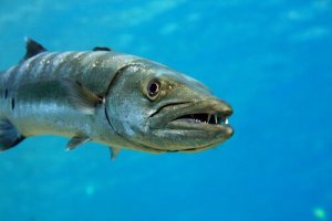 Il barracuda, un pesce aggressivo e imprevedibile