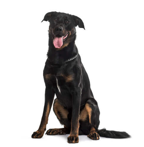 Pastore di Beauce seduto