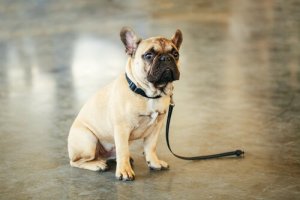 Consigli per ritrovare un animale smarrito