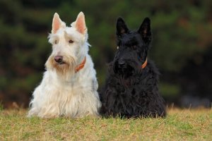 Quattro razze canine di origine scozzese