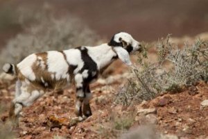 Le capre di Fuerteventura: scopriamole insieme