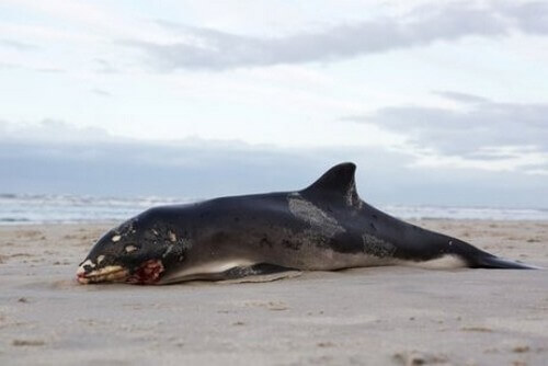 Perché le carcasse delle balene morte esplodono?