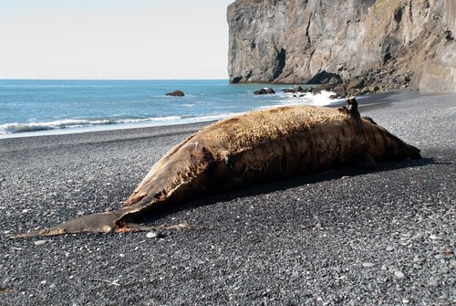 Carcassa di balena sulla spiaggia 