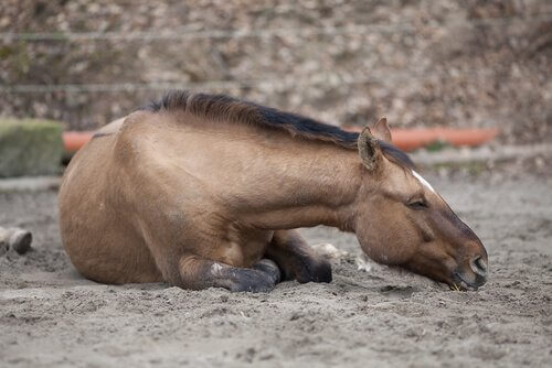Cavallo soffre di coliche.