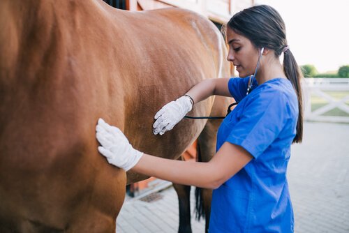 Veterinario cura coliche nel cavallo