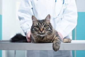 Le tecniche chiropratiche più comuni per il gatto