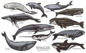 Come vengono classificati i cetacei?