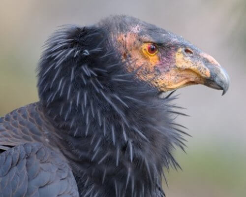 Il condor della California: lo spazzino della natura