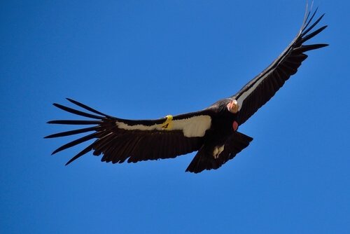 Condor in volo