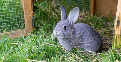 La conigliera: la casa ideale per i vostri conigli