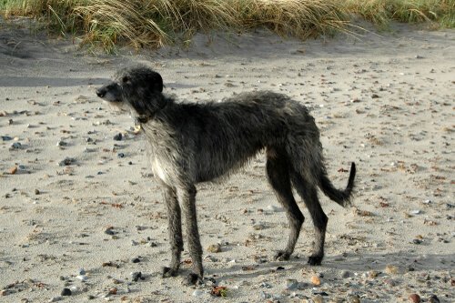 Deerhound tra razze canine di origine scozzese
