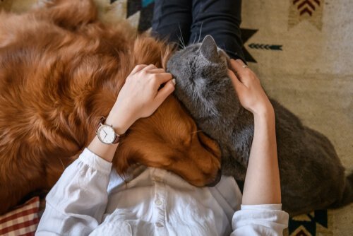 Come dimostrare affetto al vostro animale domestico