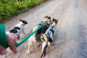 6 consigli per diventare un bravo dog walker