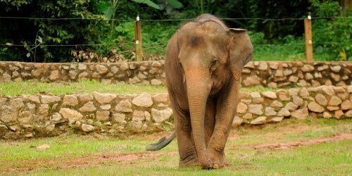 Elefante pigmeo del Borneo
