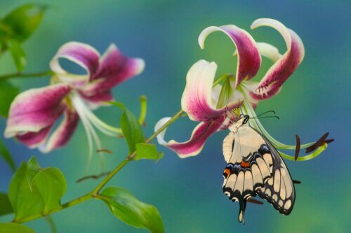 Farfalla coda forcuta gigante posata su fiore 