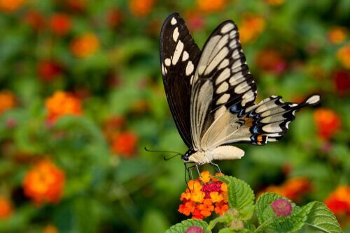 La farfalla coda forcuta gigante: una specie esotica