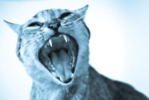 La fobia per i gatti: cos'è e come gestirla