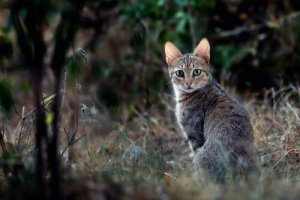 La storia dei gatti nell'Antico Egitto