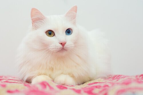 Gatto d'Angora con occhi di colore diverso