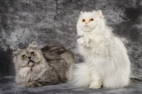 Gatto persiano e d'Angora