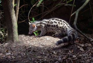 Genetta comune: cacciatrice solitaria simile al gatto