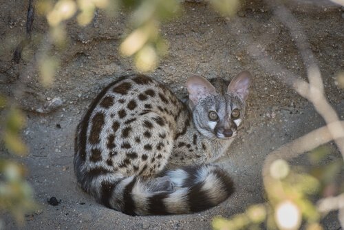 Genetta comune accovacciata