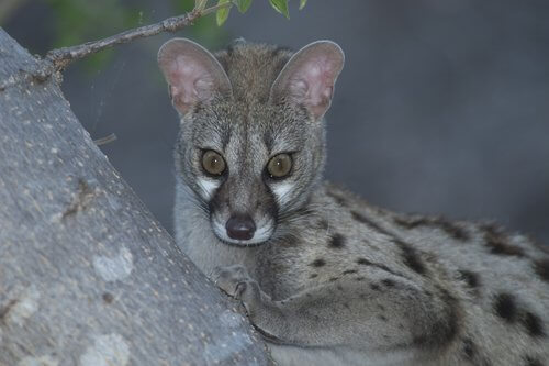 Genetta su un albero