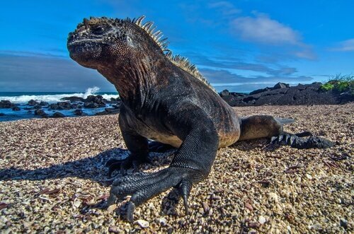 Iguana in spiaggia