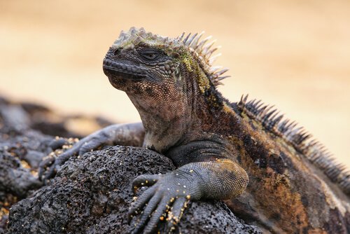 L'iguana marina regina delle Galapagos