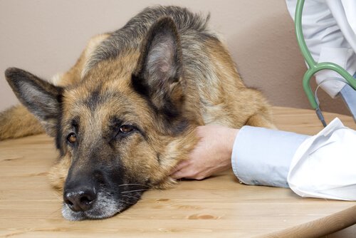 Come individuare i primi segnali di malattia nei cani?