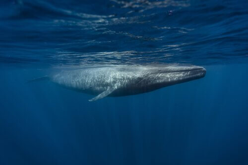 La balena e i cetacei