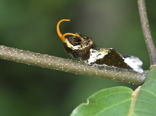 Larva di farfalla su ramo 