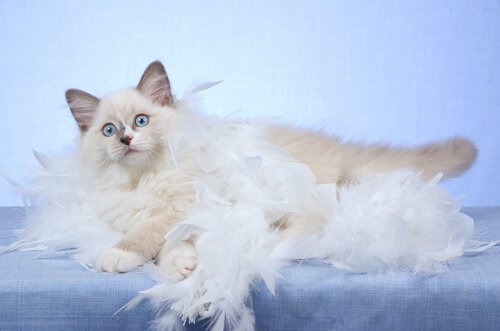 5 cose da sapere sulla muta del gatto
