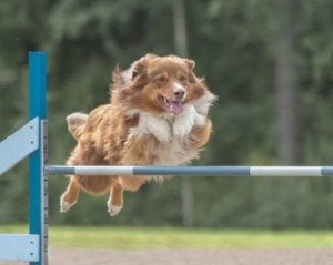 Agility: allenamento e nutrizione adeguati