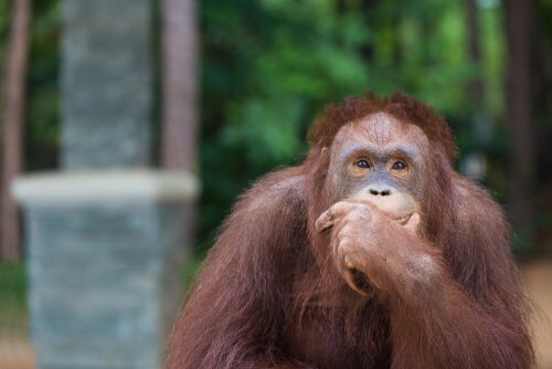 Gli oranghi sono intelligenti come un bambino di 8 anni