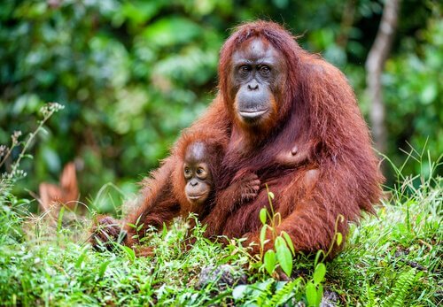 orango con cucciolo nella foresta 