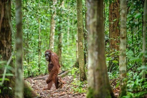 Perché la sopravvivenza dell'orango del Borneo è a rischio
